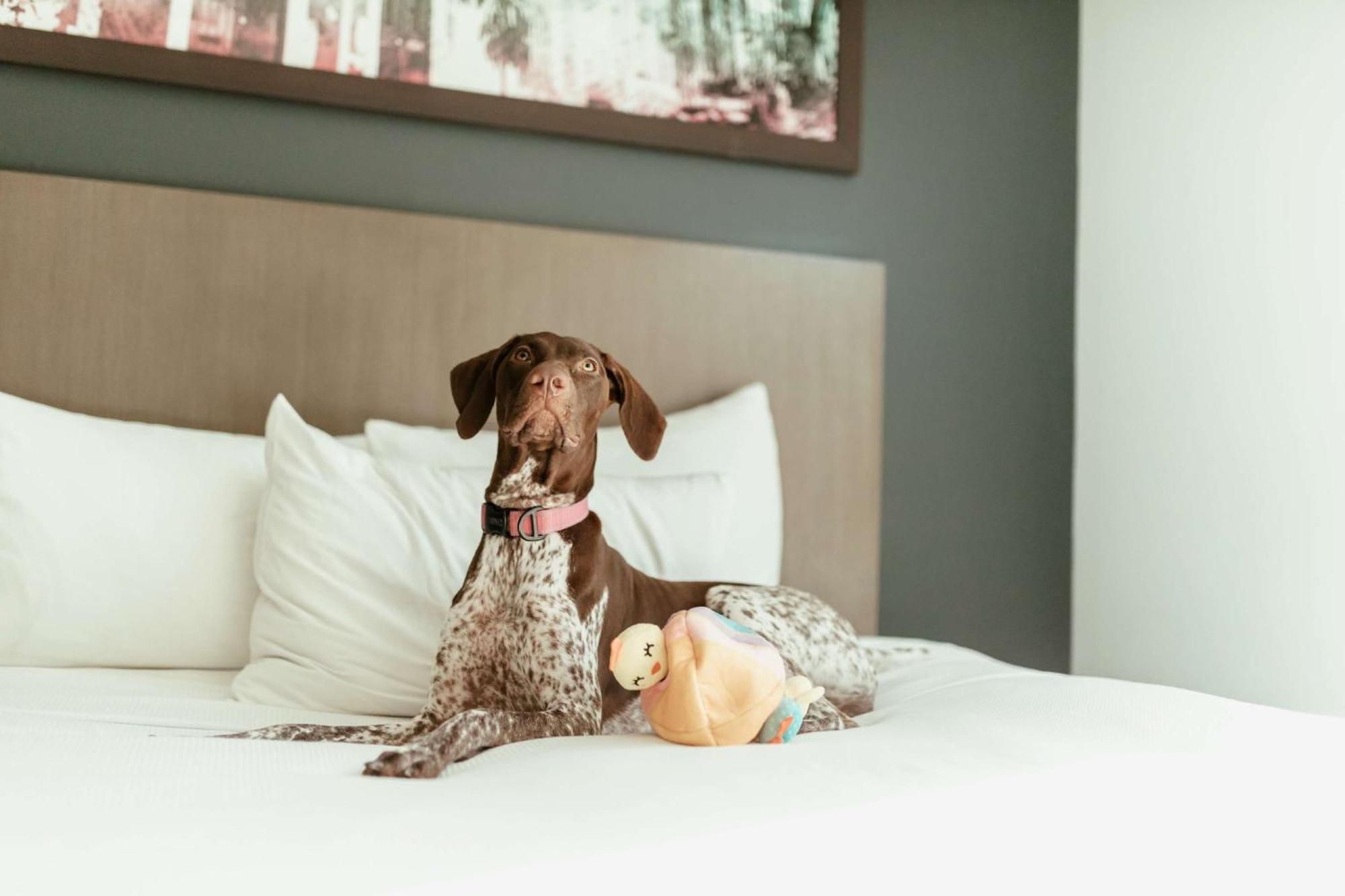 Hyatt House San Juan Otel Dış mekan fotoğraf